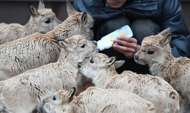 国产人成无码视频在线观看